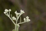 Semaphore thoroughwort